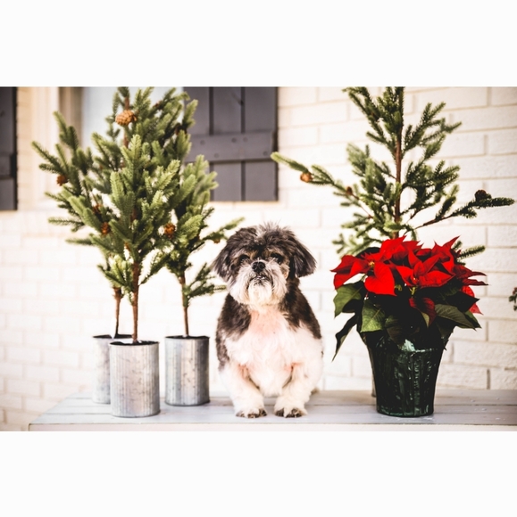 Meet your Posher, Erika - Picture 2 of 6